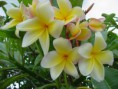 /album/fotogaleria/a009-aztec-gold-plumeria-jpg/